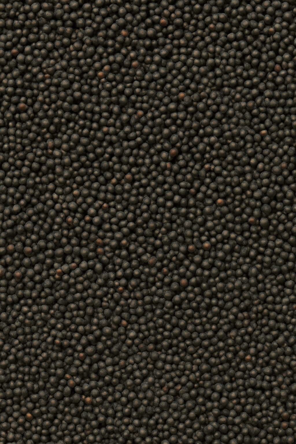 Black Mustard Seed - Whole