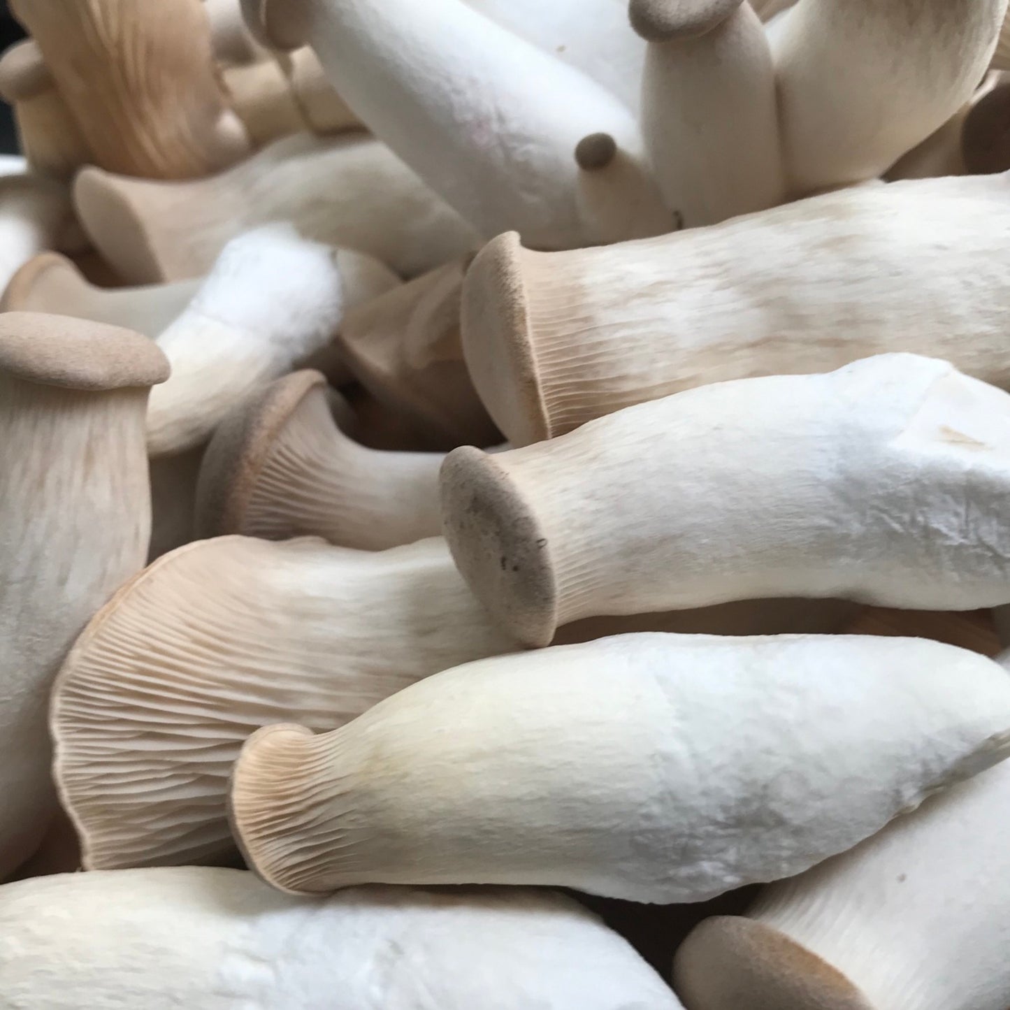 King Oyster Mushrooms
