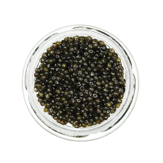 Amber Osetra Sturgeon