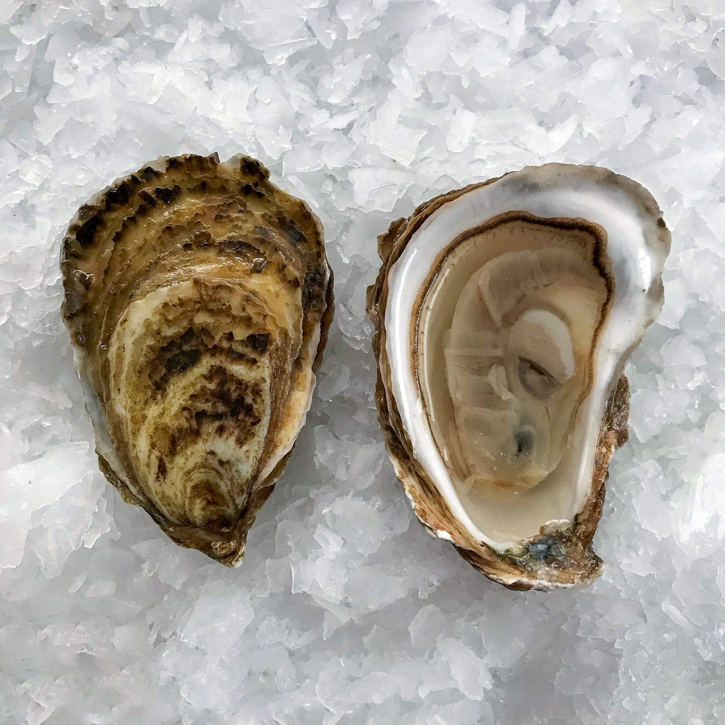 Wild Caught Wellfleet Oysters